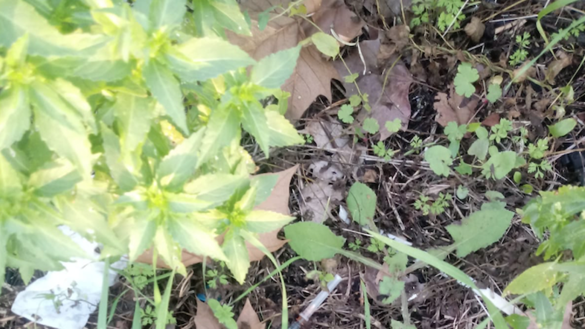 Veïns denuncien l'acumulació de xeringues als solars del Tecnoparc