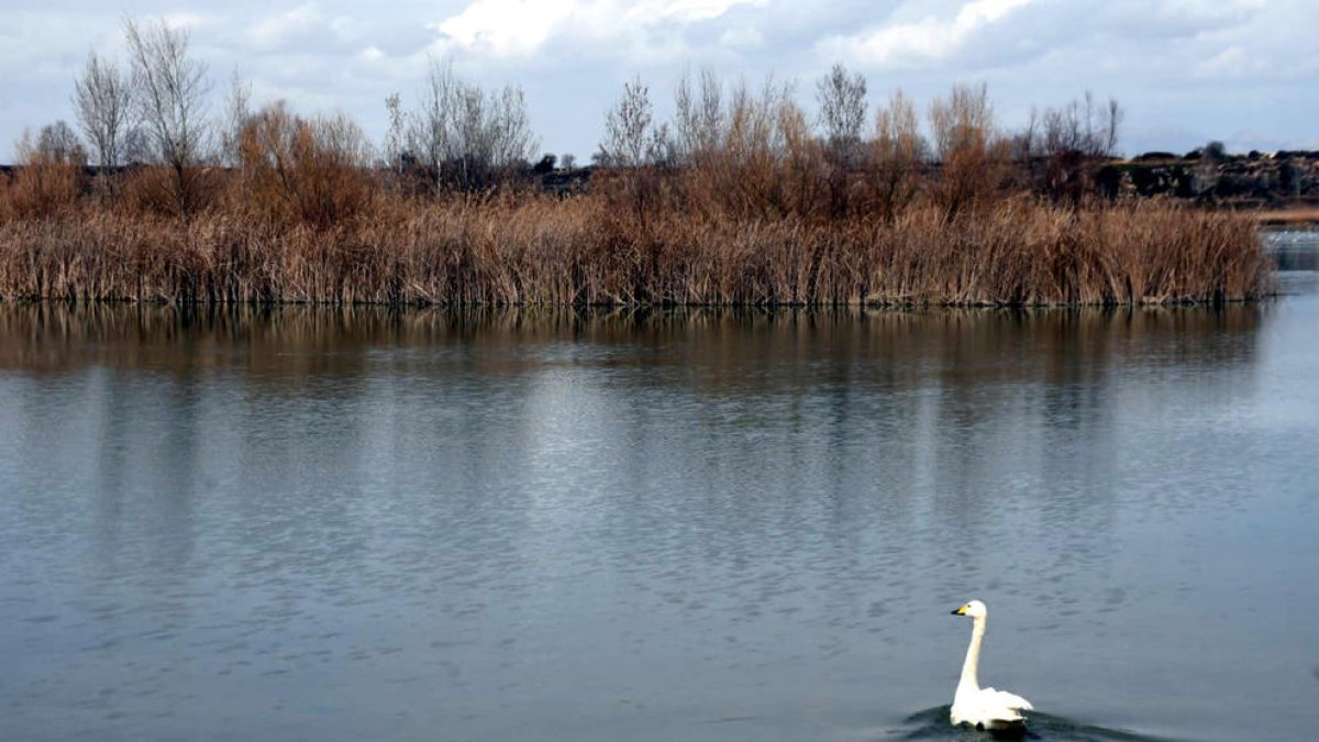 Liberan en Lérida el cisne cantor que se encontró en enero por las calles de Barcelona