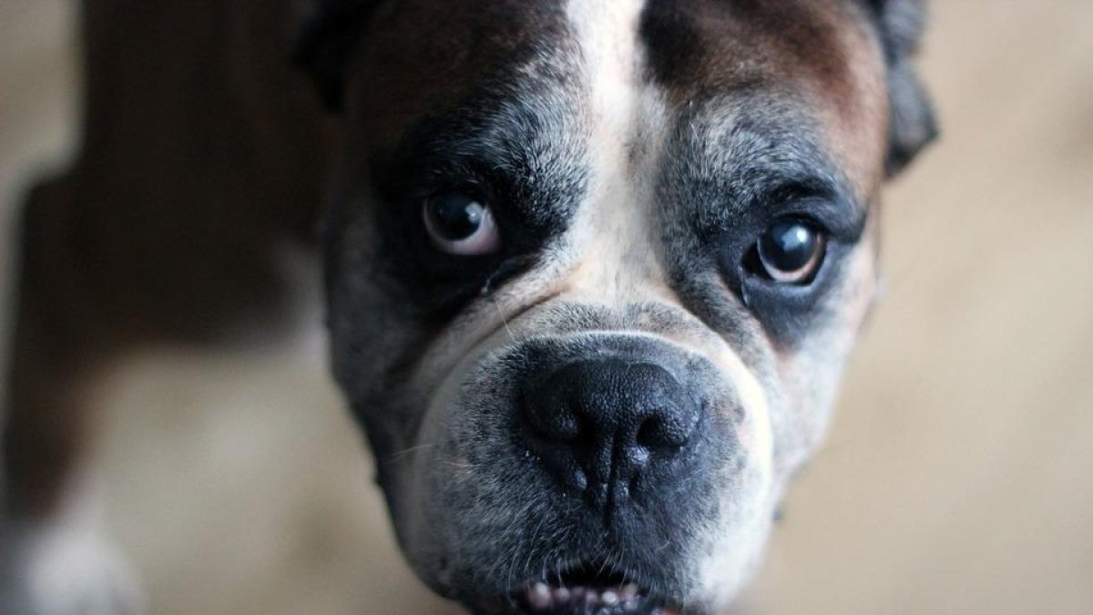 ¿Cómo ayudar a las protectoras de animales con la llegada del frío?