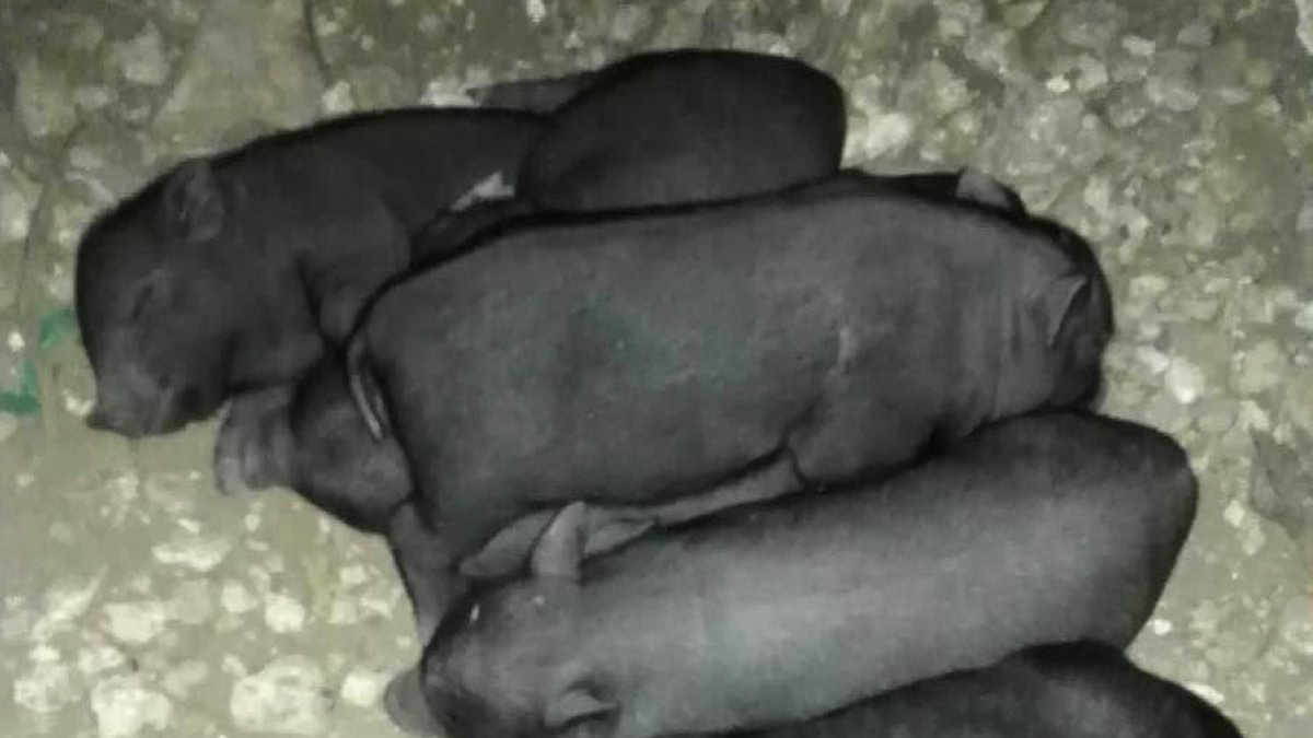 Recaudan dinero para poder castrar los cerdos vietnamitas de Sant Pere y Sant Pau