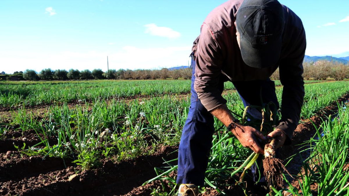 pagès, ceba, Valls, camp, IGP calçot de Valls, calçot, collita, temporada de calçots, Alt Camp