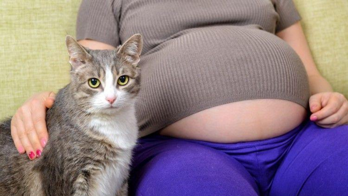 Mites i realitat sobre els gats i l'embaràs