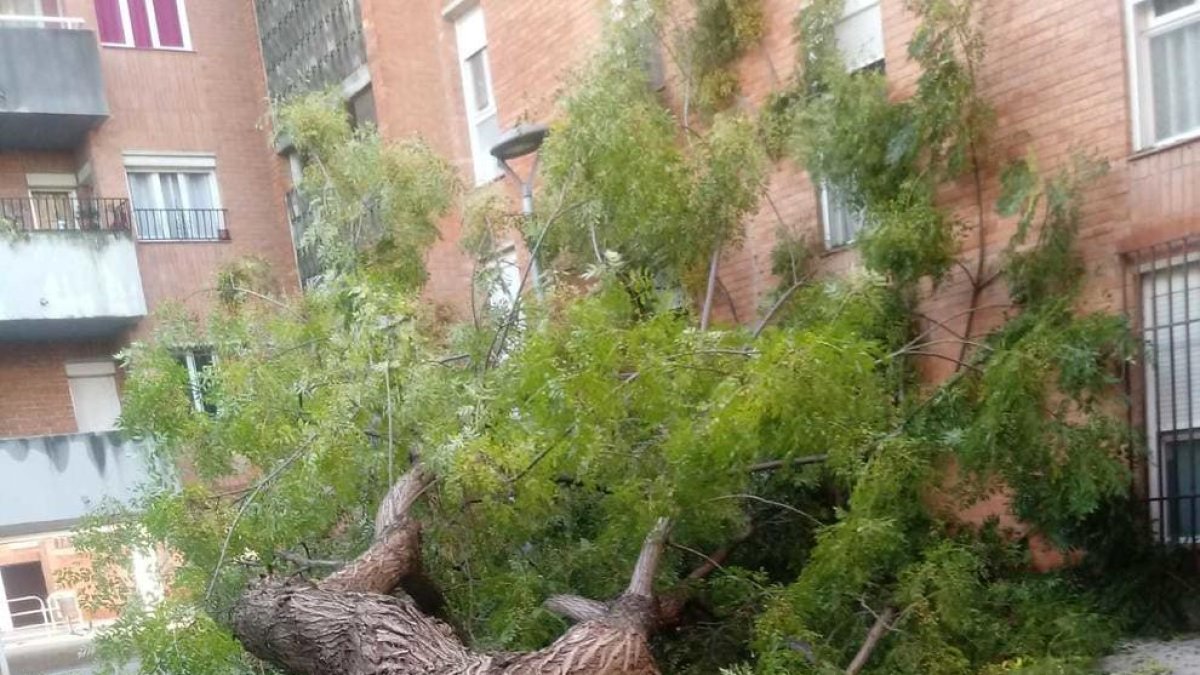 Cae un árbol de grandes dimensiones en Mas Pellicer