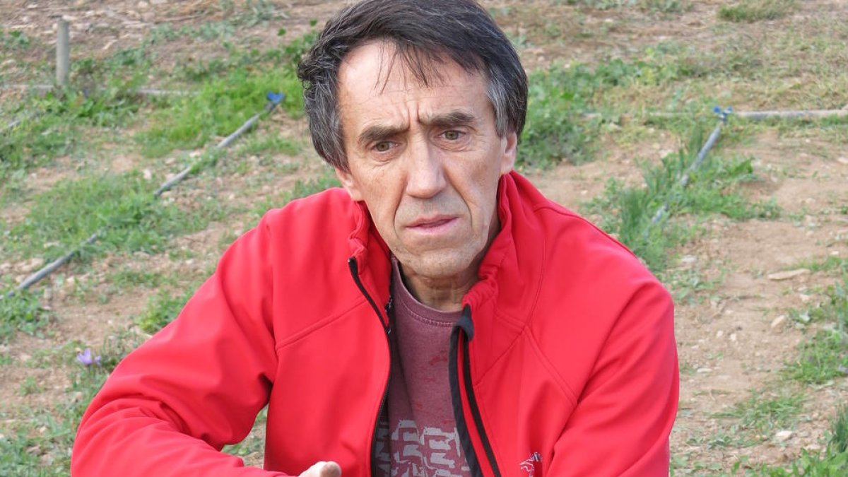 La tossuderia és de color safrà