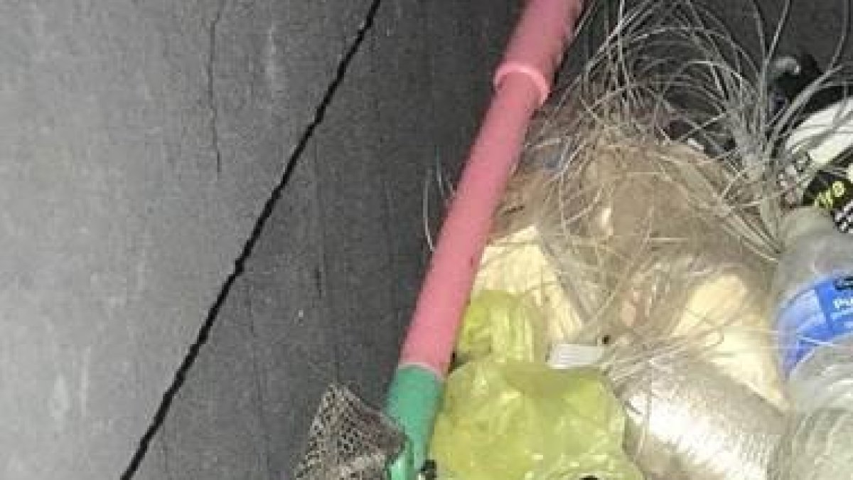 La policia li demana si duu alguna cosa més i es treu un caiman de la butxaca