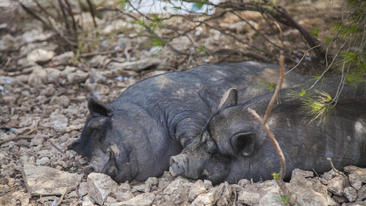 La colònia de porcs vietnamites de SPiSP triplica els exemplars en un any