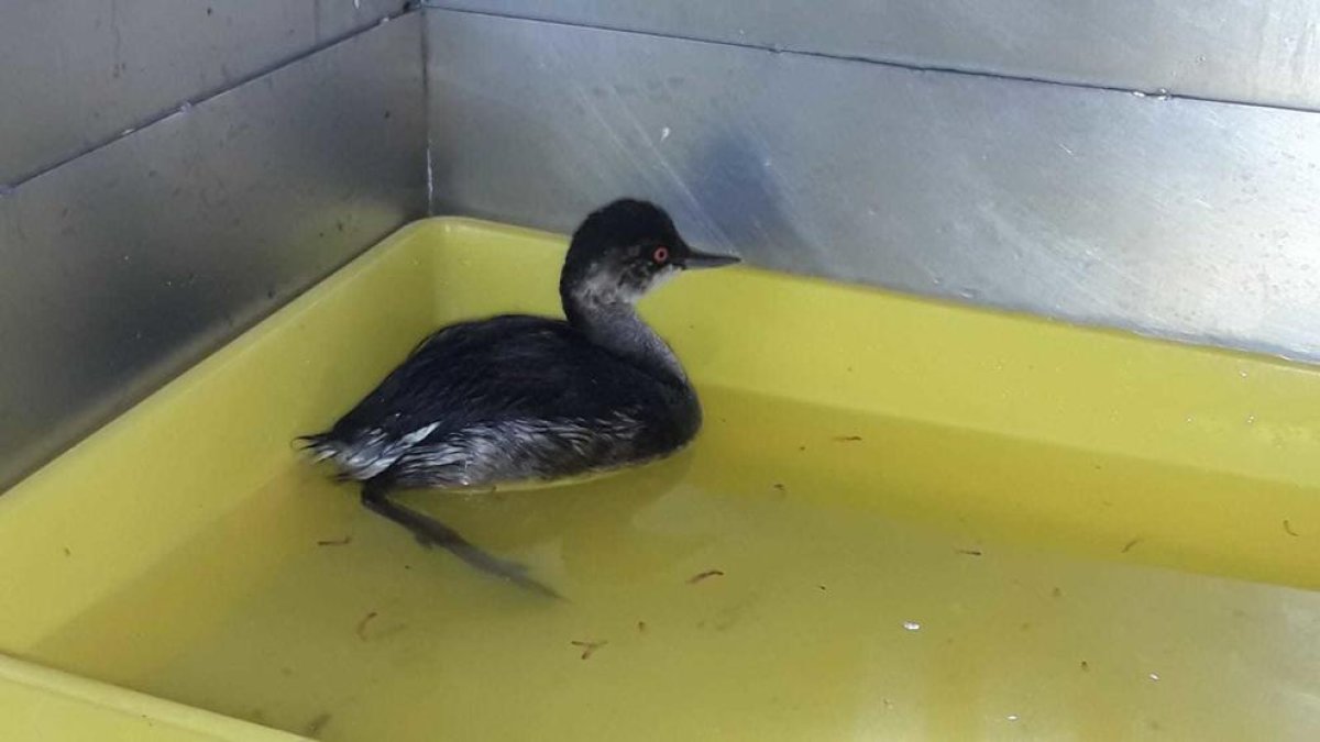 Recullen un cabussó collnegre en una nau industrial de la Canonja