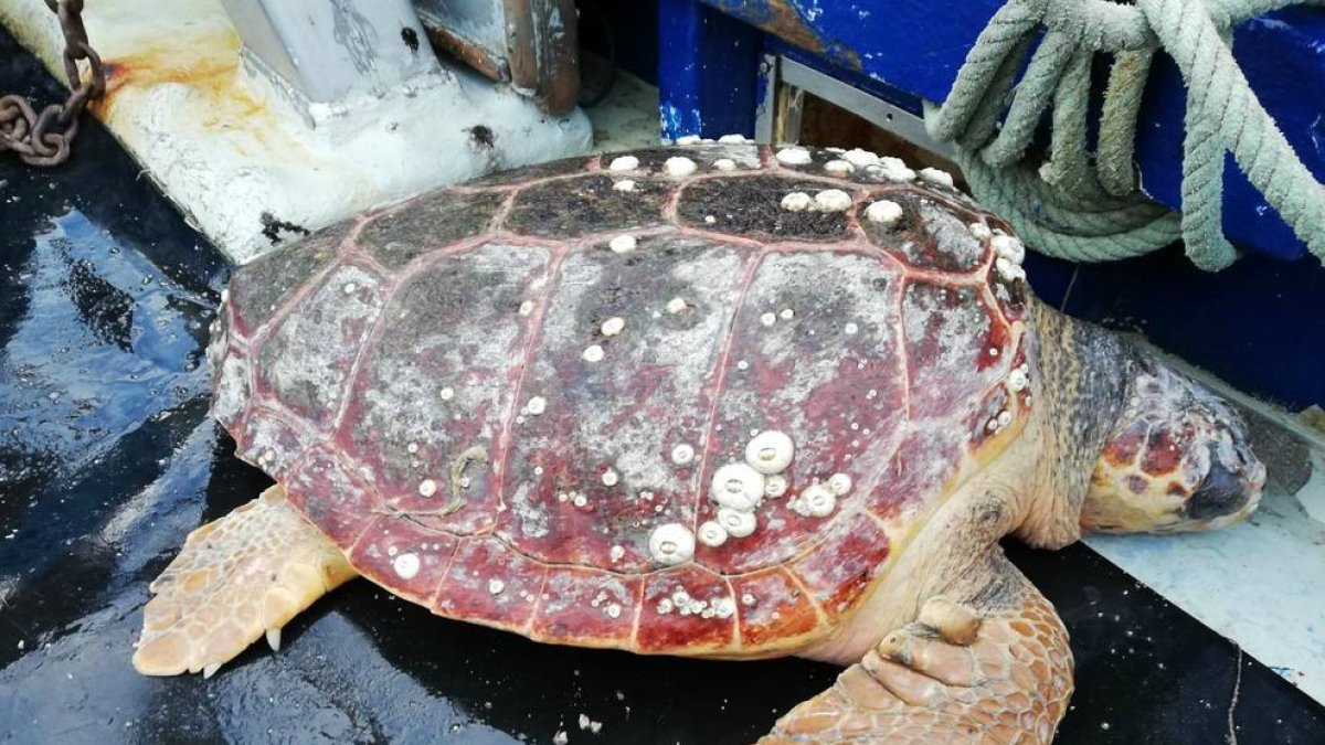 Rescaten una tortuga babaua de 47 quilos atrapada a una xarxa de pesca a la Ràpita