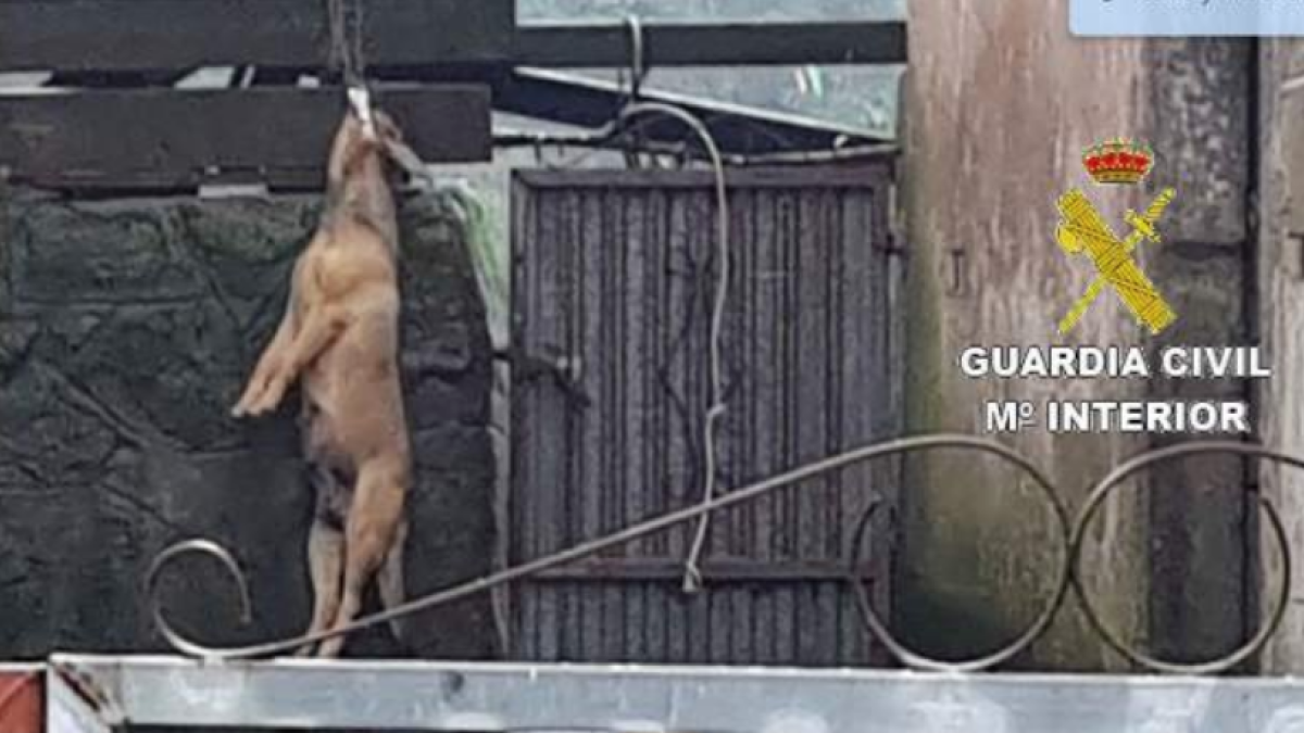 Detinguda després de trobar un gos penjat davant a la porta de casa seva