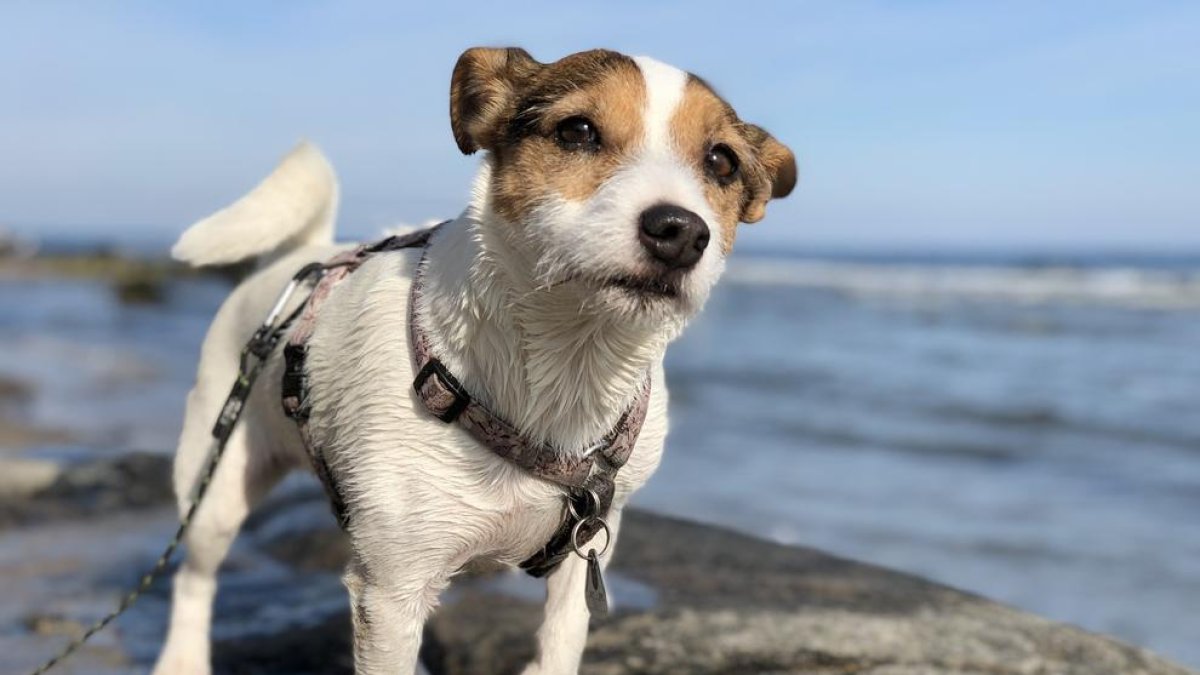 Una ruta de la Platja del Miracle de Tarragona a Tamarit per fer amb gos
