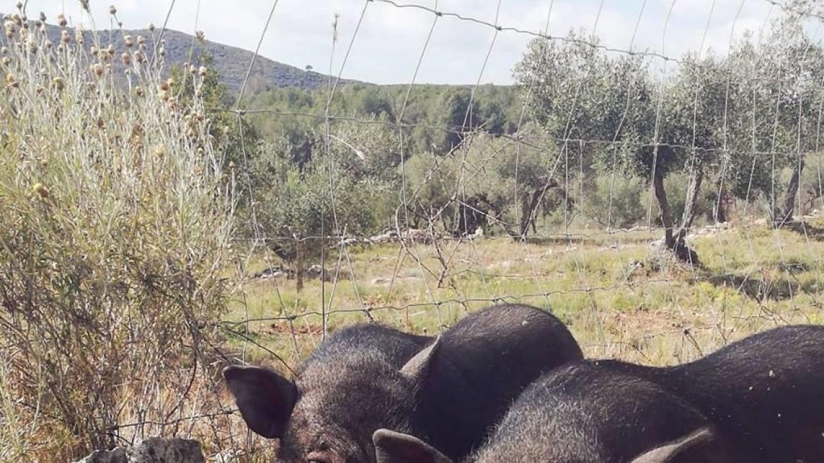 Un santuari que rescata tot tipus d'animals demana col·laboració per evitar el seu tancament