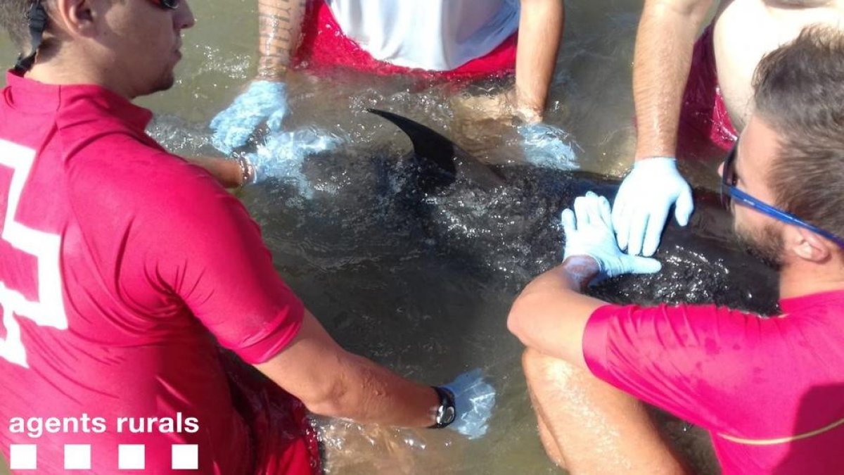 delfín atascado en la playa de Riumar en Deltebre