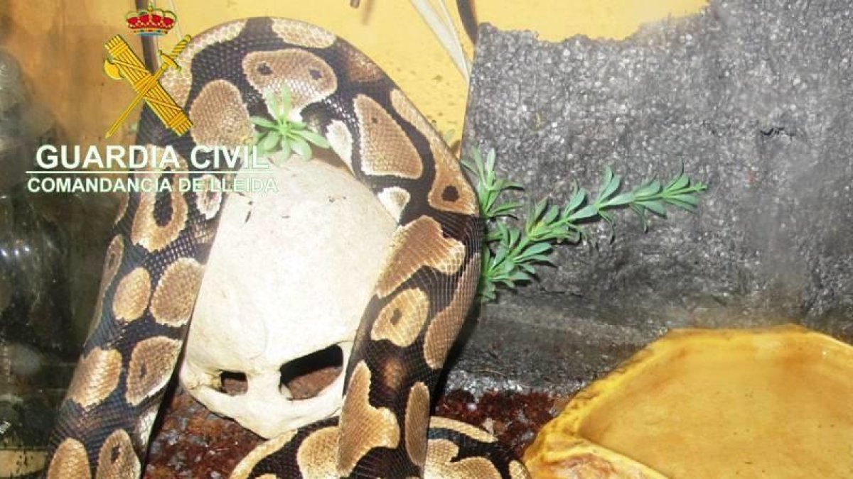 Denunciado por intentar vender por internet dos pitones reales desde Torres de Segre