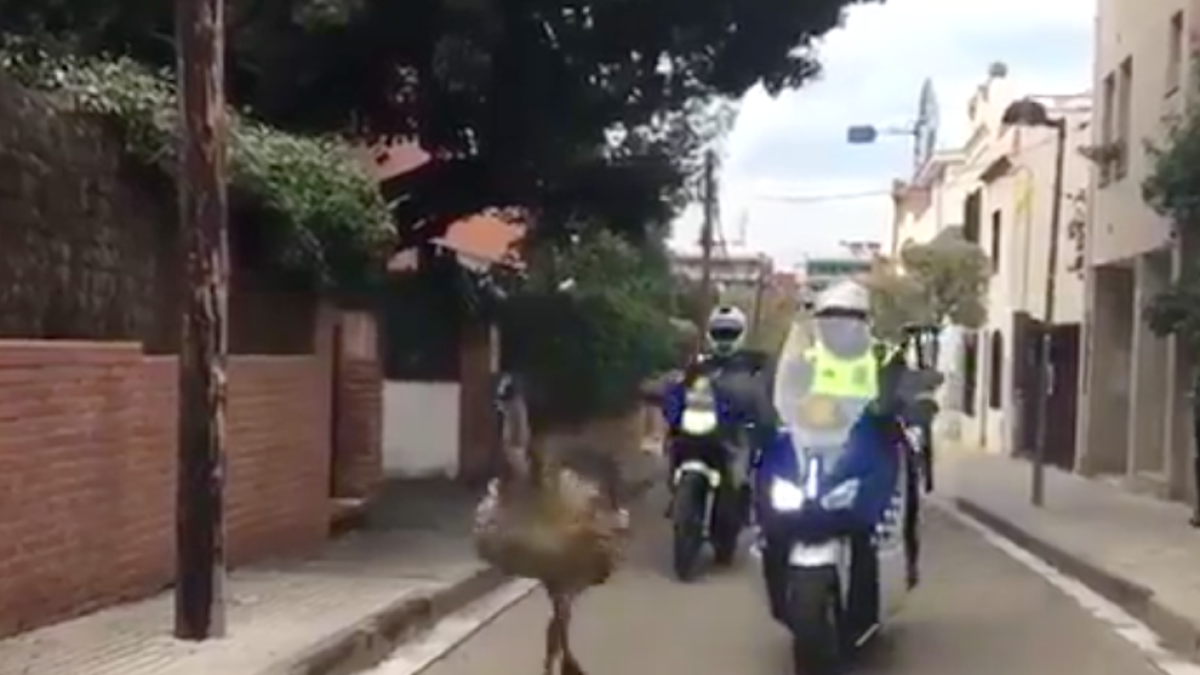 Un emú apareix corrent pels carrers de Sant Cugat