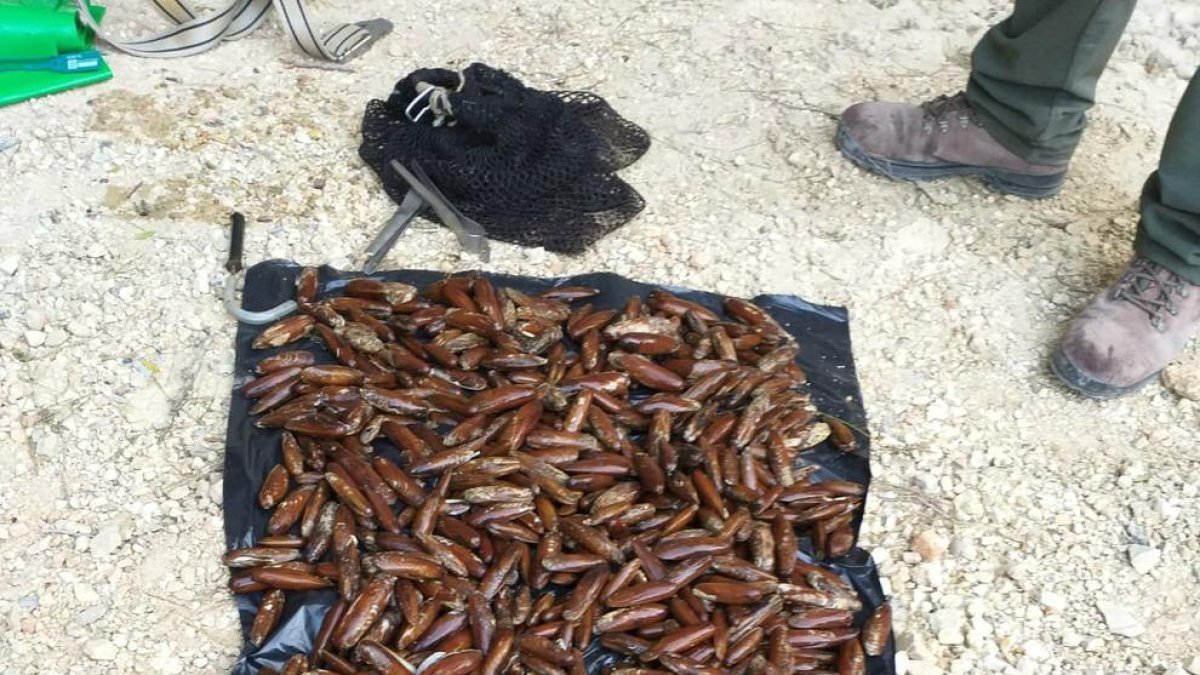 Denuncian a un mariscador furtivo por extraer dátiles y caixetes en l'Ametlla de Mar
