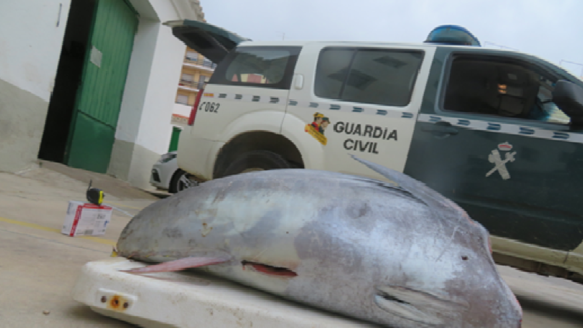 Denuncian a dos pescadores en el Delta de l'Ebre por capturar atún rojo en época de veda