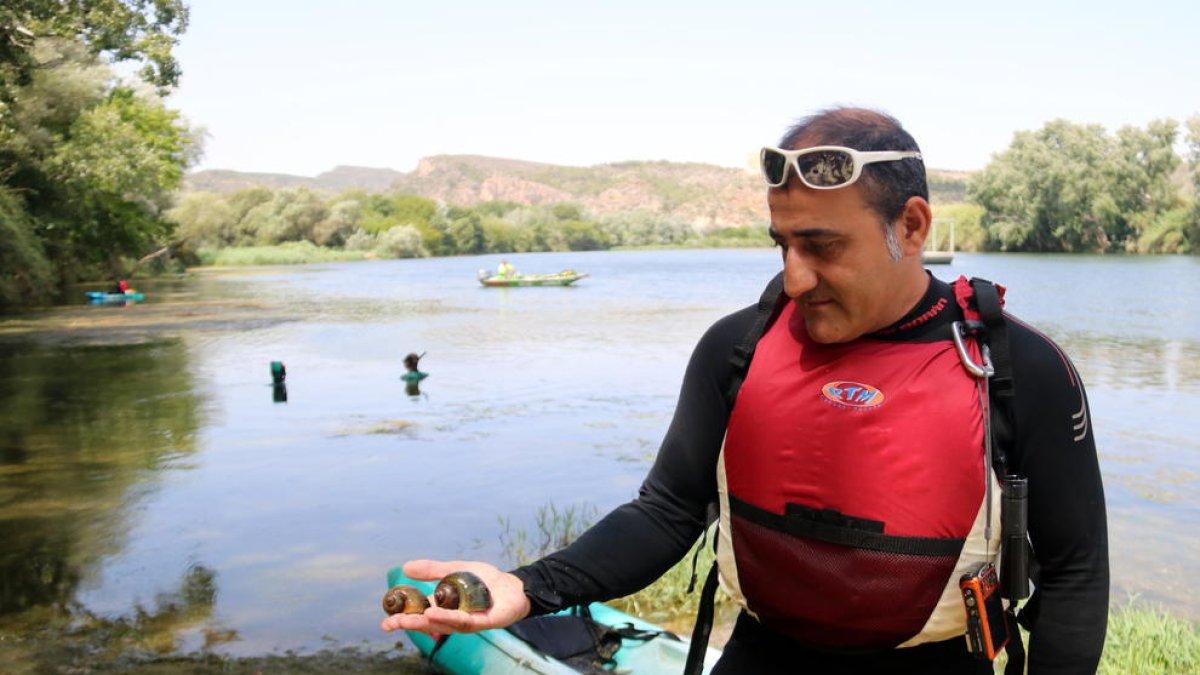 La Confederació Hidrogràfica de l'Ebre conté l'avanç del caragol maçana aigües amunt de Tortosa