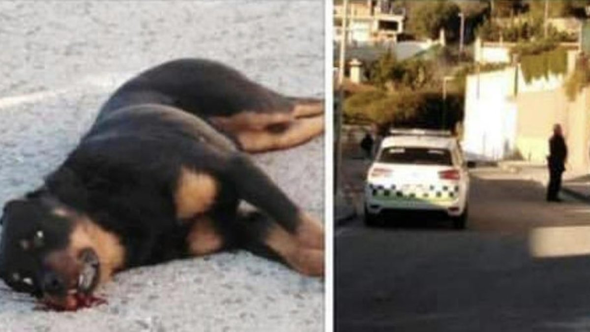 La policía local mata a tiros un perro a la urbanización Valldemar de Segur de Calafell