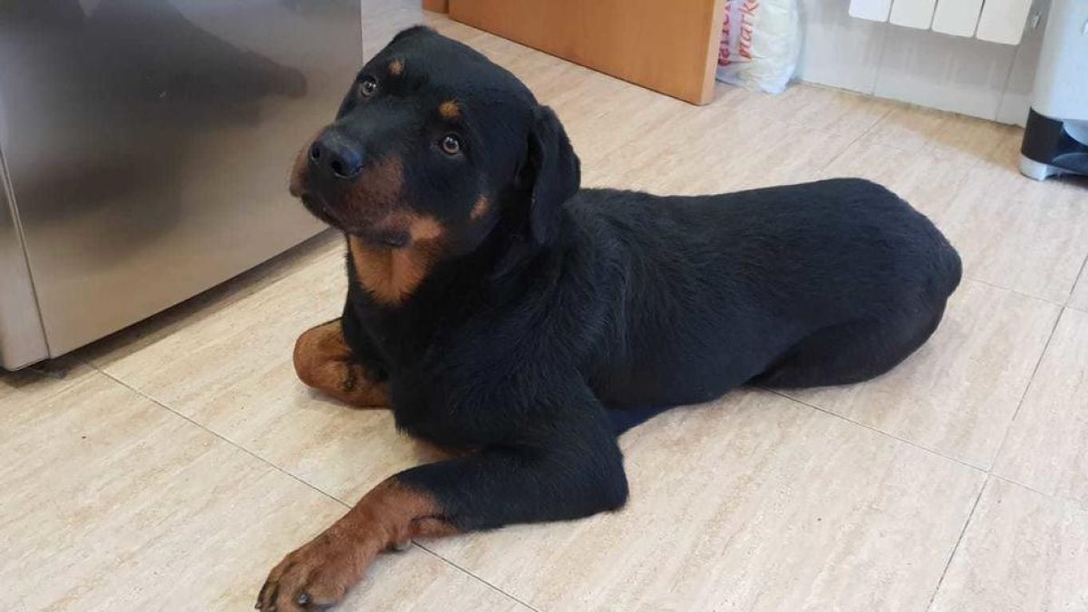 Un sindicat estudia dur als jutjats els insults a l'agent que va matar un gos