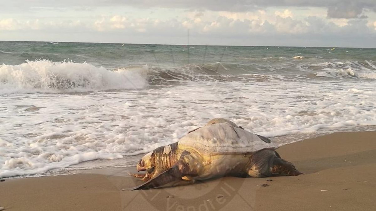 Apareix una tortuga morta al Vendrell