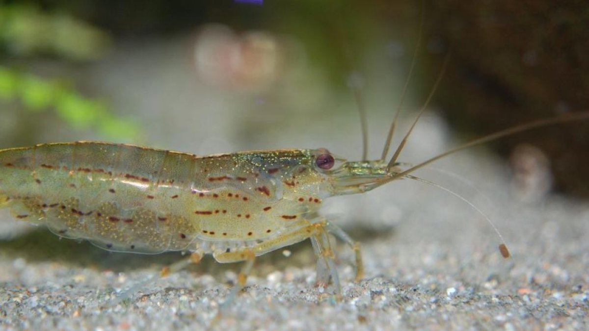 La farigola un virus que acaba amb les gambetes, segons un estudi de la URV