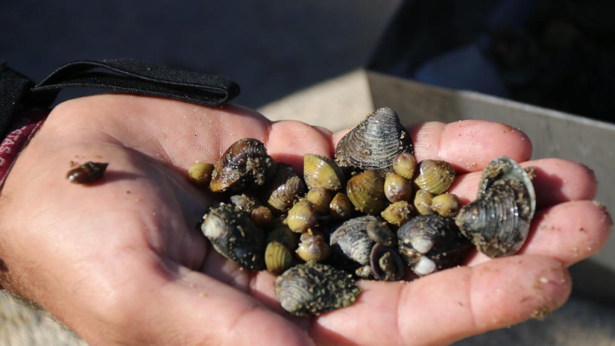 La cloïssa asiàtica: un altre invasor que colonitza el tram final de l'Ebre