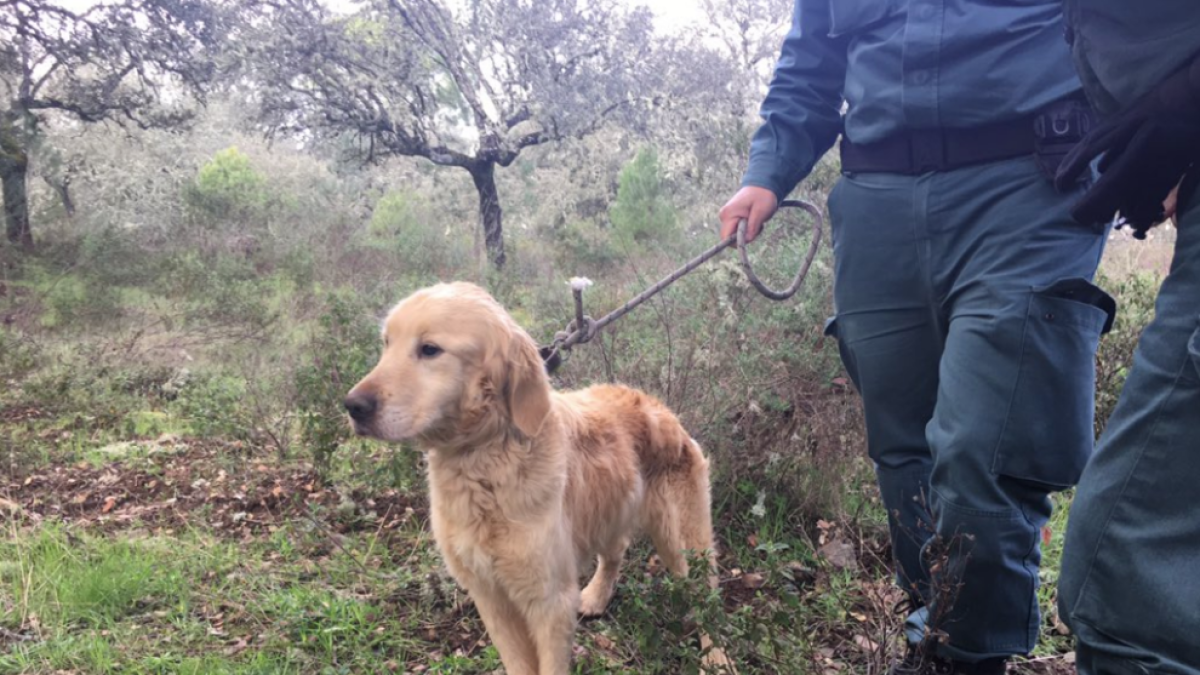 Rescaten un gos que havia caigut en un pou i que havia desaparegut feia dos mesos