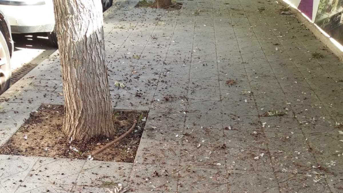 Denuncien brutícia a la zona de Torres Jordi per les defecacions dels estornells