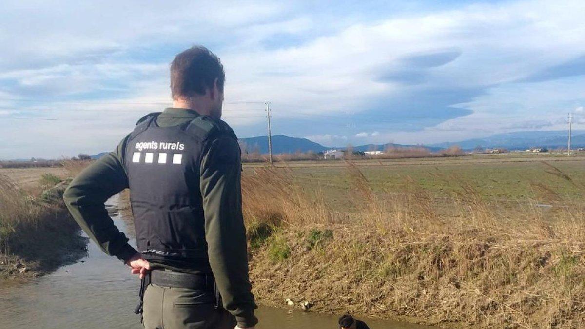 Els agents rurals van alliberar les carpes al seu medi natural.
