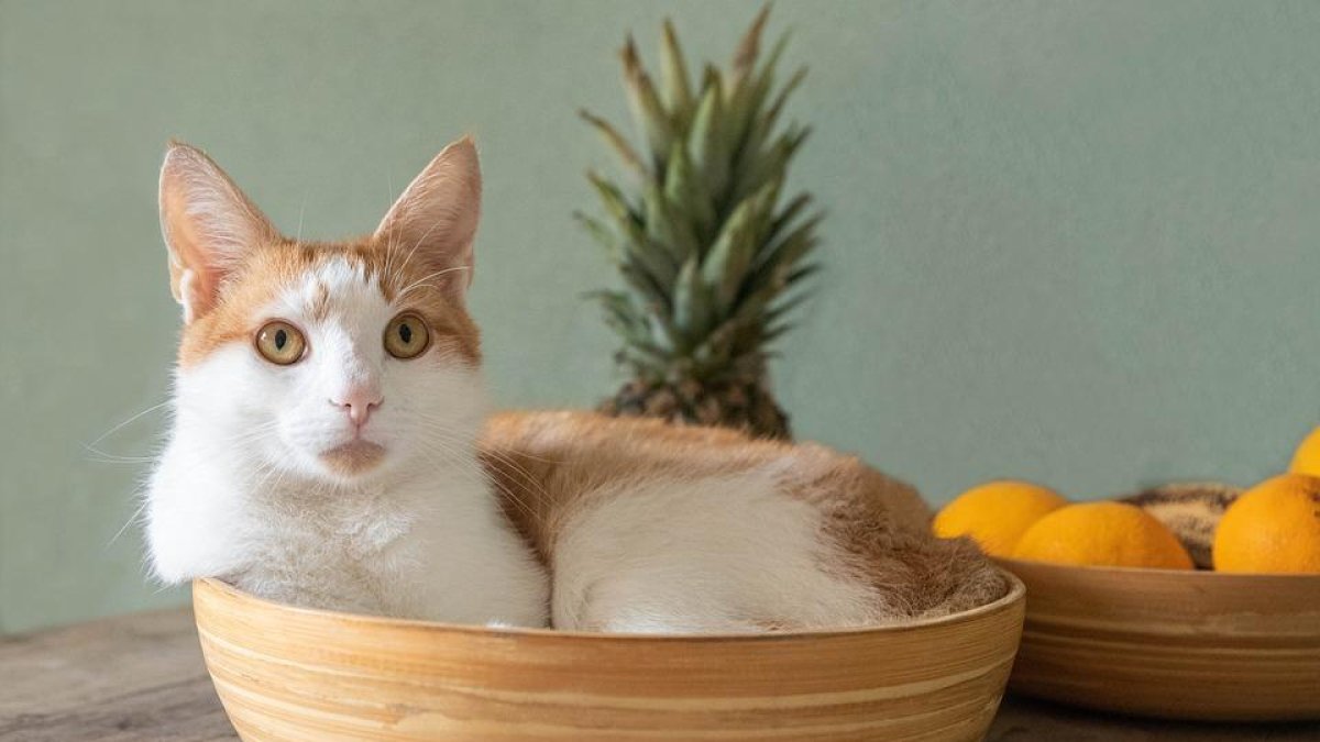 ¿Mi gato come plásticos, tiene pica?