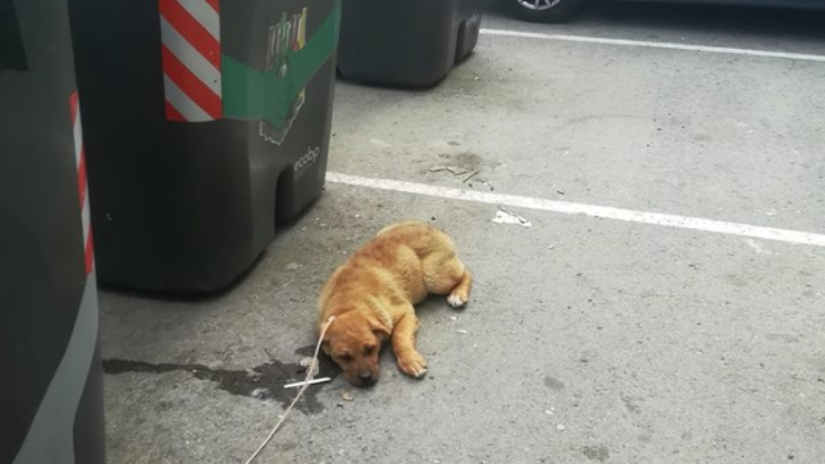 Una veïna denuncia l'abandonament d'un cadell al Vendrell