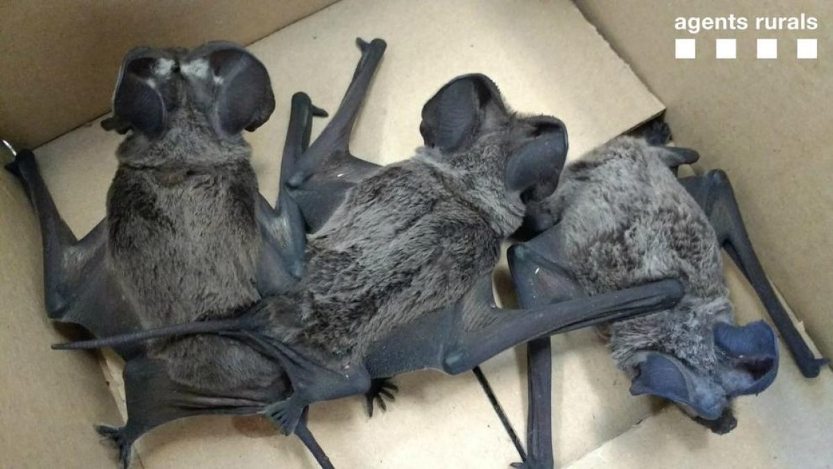 Recullen tres ratpenats cuallargs a la Rambla Nova de Tarragona