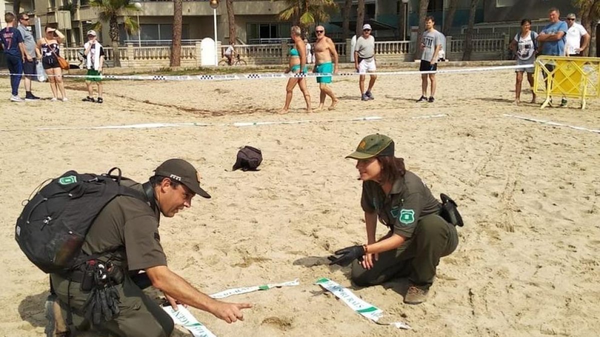 Nacen doce tortugas babaua en la playa de Vilafortuny