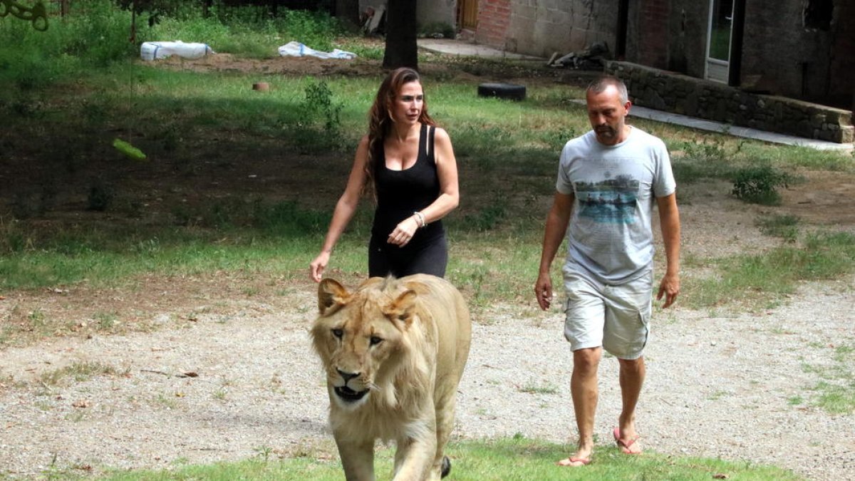 Exigen el comiso de un león a raíz de|junto a unas fotos eróticas de la propietaria con el animal
