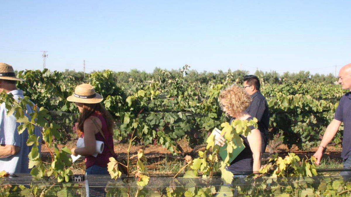 varietats, Incavi, vinya, Reus