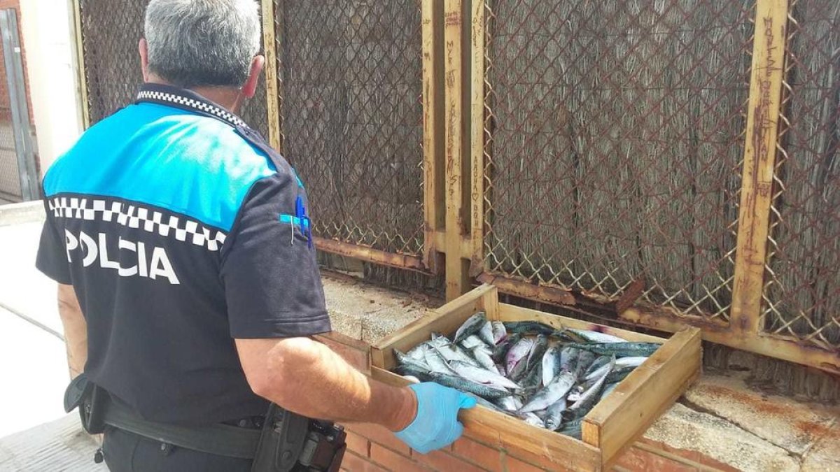 Decomisan más de 3 kilos de pescado en el Mercado Semanal de Cunit