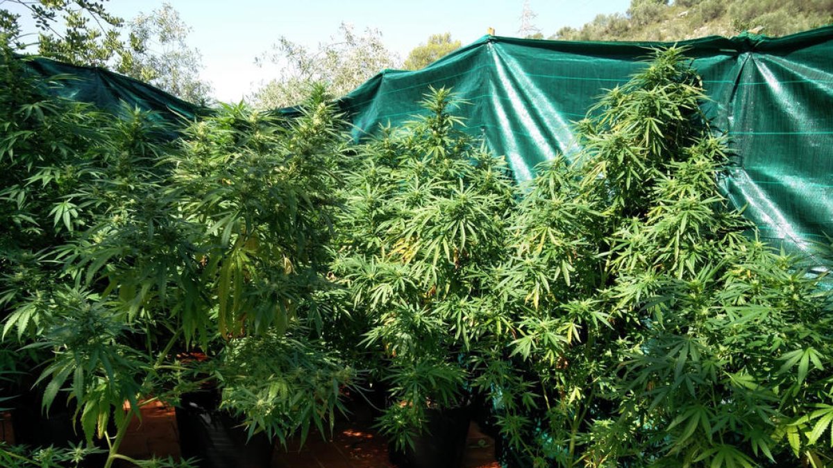 Decomissen prop de 400 plantes de marihuana en una finca del barri de Sant Llàtzer, a Tortosa