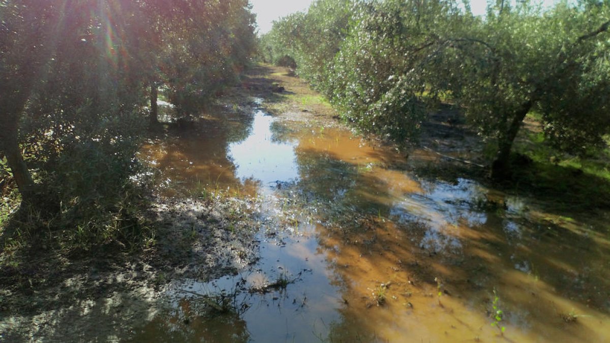 Unió de Pagesos denuncia danys pels aiguats i en culpa la manca de manteniment dels barrancs