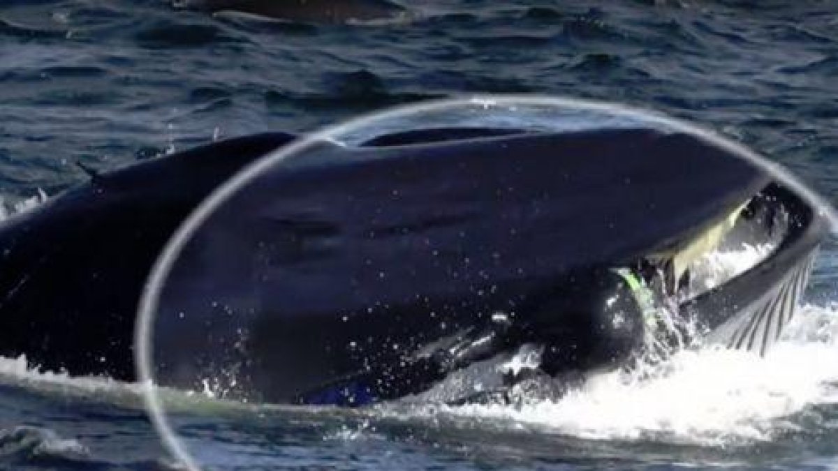 Una ballena se traga a un buzo en Sudáfrica, pero después lo escupe
