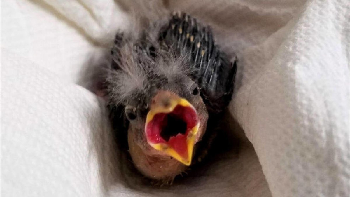 Un jove begut d'EUA envia un ocell ferit en Uber al refugi d'animals