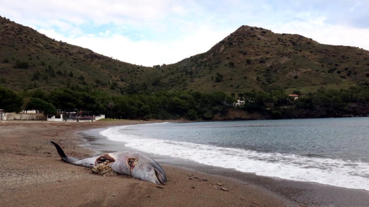 Denuncian la aparición de un delfín muerto con la aleta amputada y un corte en el vientre en Roses