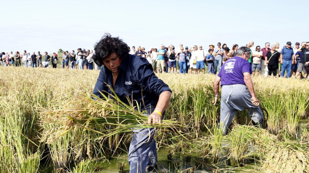 campesinos, plantadores, actividades, arroz, segadores, concierto|canto, Fiesta del arroz del Deltebre, jotas, arrozales, segar