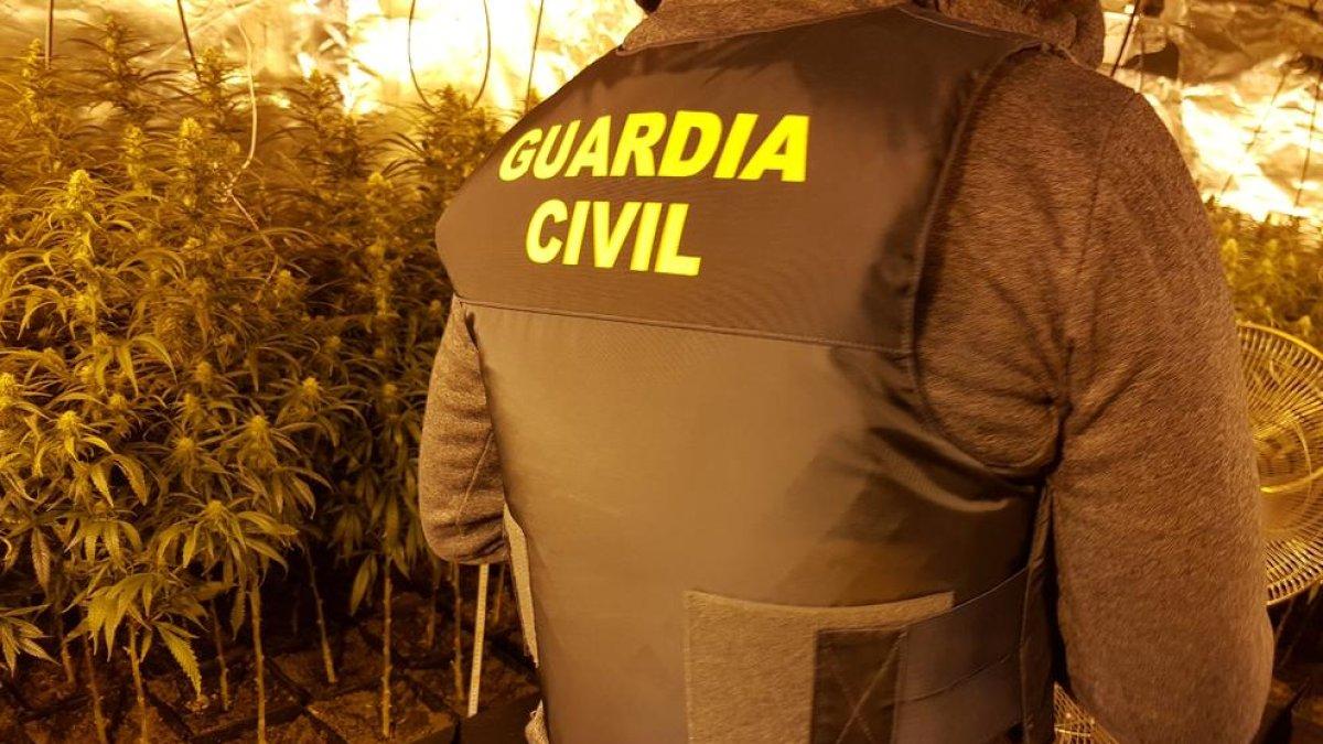 La Guardia Civil desmantela una plantación y un laboratorio de marihuana con 2847 plantas en Rodonyà