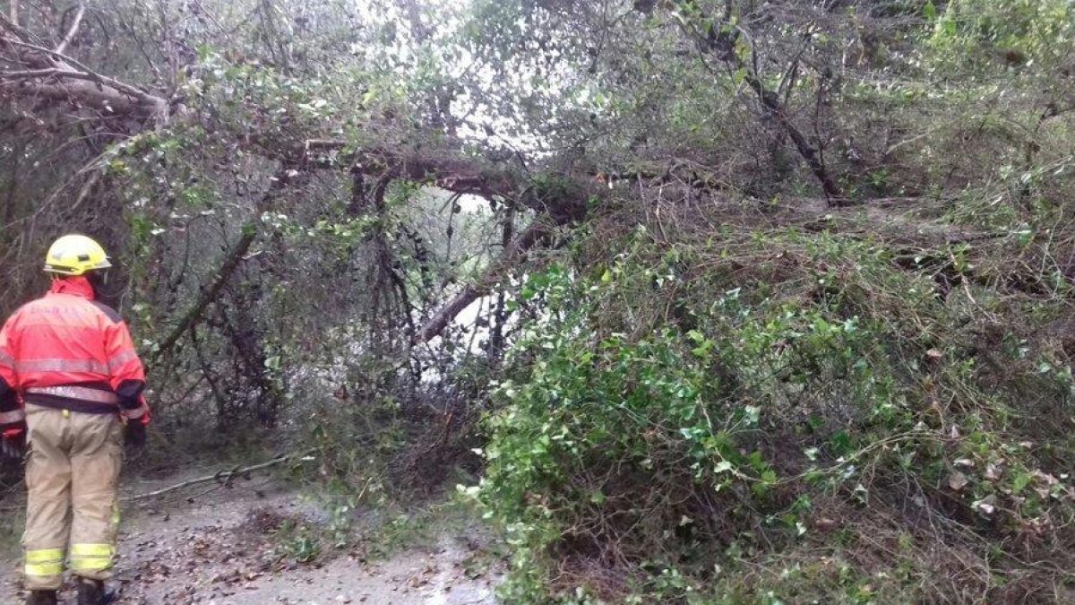 Cae un árbol de grandes dimensiones en medio de la carretera de la Costa de Cunit