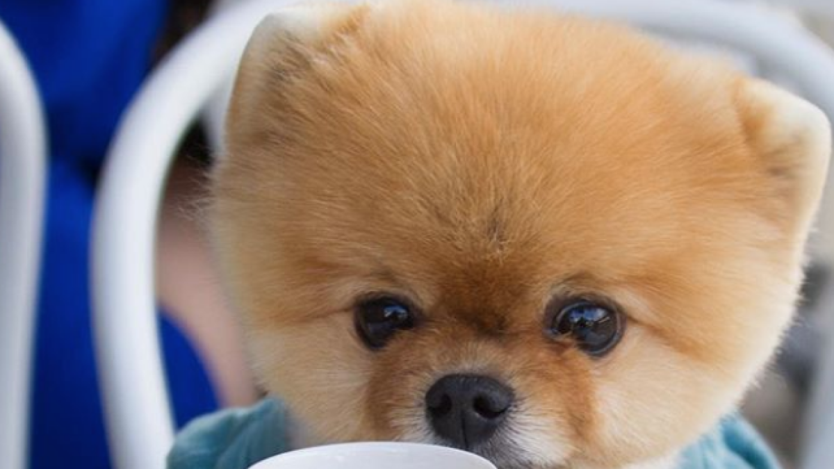 Los perros y gatos más famosos d Instagram