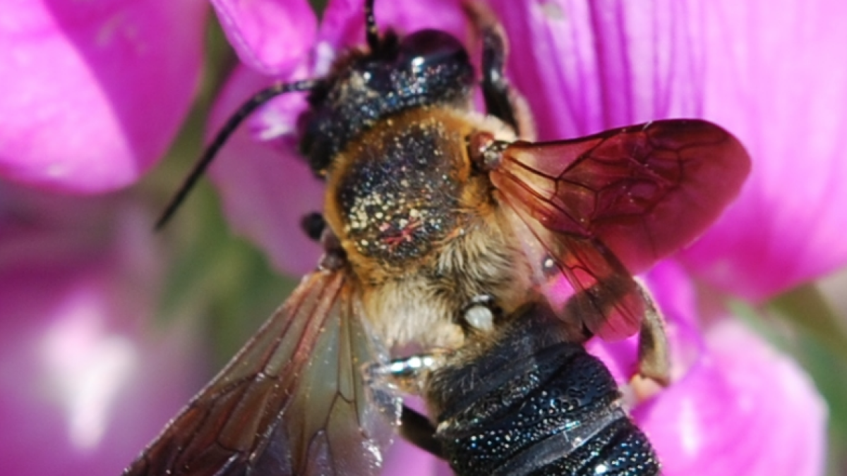 Alerta a Cataluña por|para la llegada de 'la abeja gigante resina' asiática
