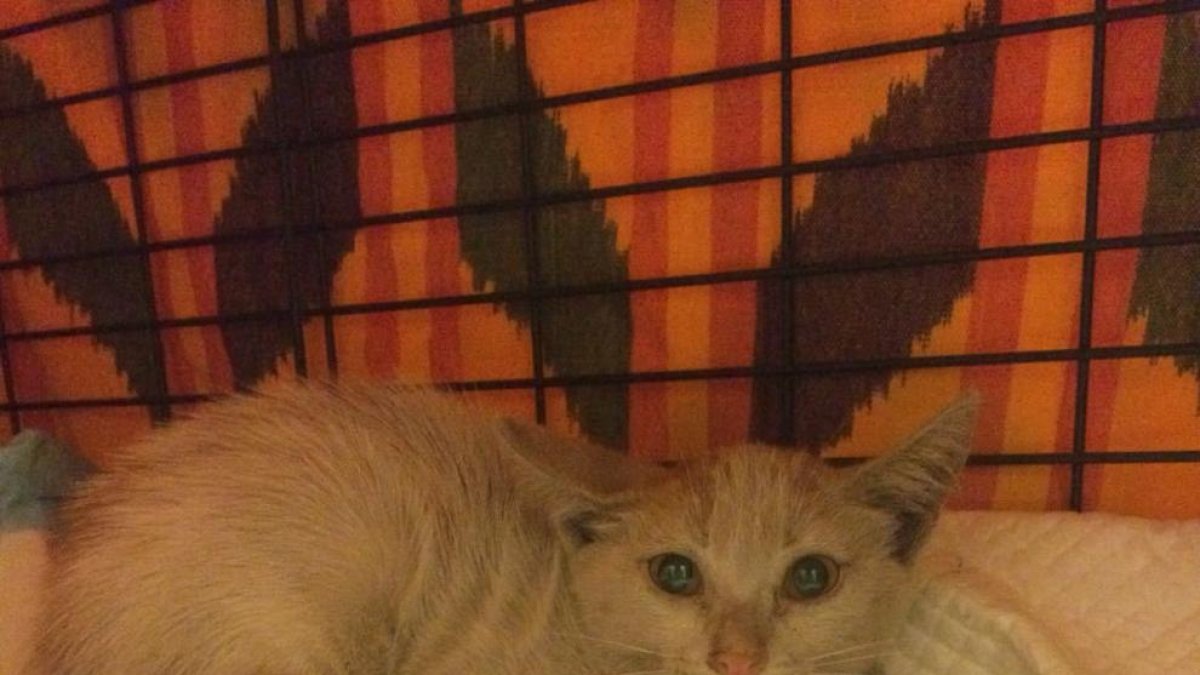 Los trabajadores del Patronato de Turismo rescatan un gato atrapado y buscan adoptando