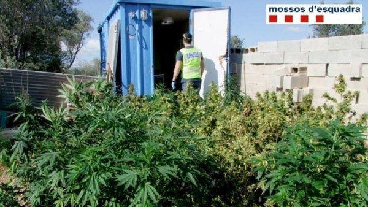 Detenidos por vender marihuana enviándola a través de empresas de paquetería