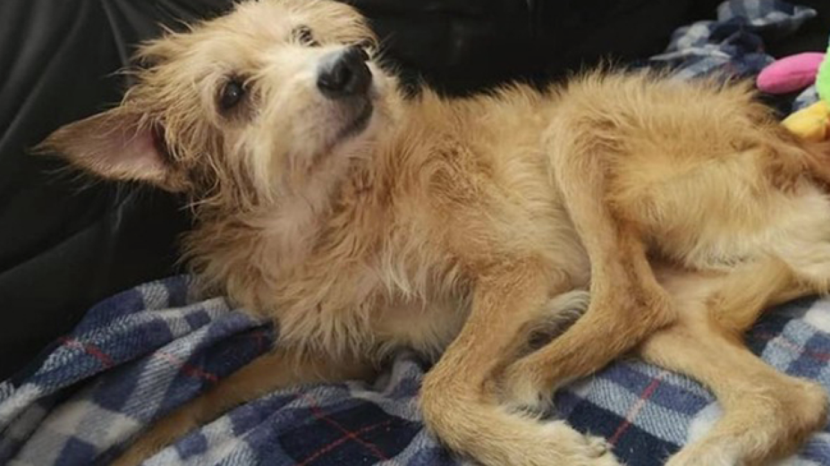 La nueva vida de Pincho, el perro que había sido esclavizado sexualmente durante 5 años