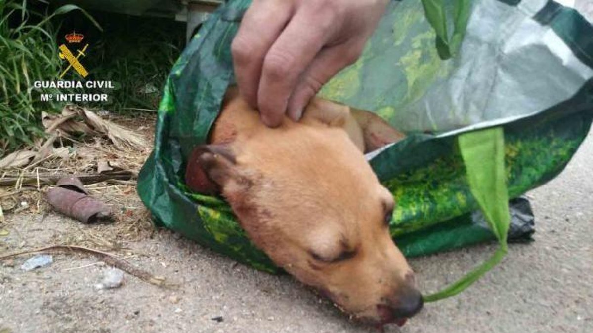 Dona una pallissa a una gossa i la llença a un contenidor